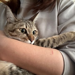 とっても甘えん坊なみこしちゃん🐈　5ヶ月女の子