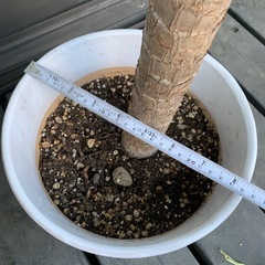 ユッカ　エレファンティペス(青年の木）陶器鉢植え込み済み　約110cmの画像
