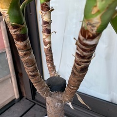 ユッカ　エレファンティペス(青年の木）陶器鉢植え込み済み　約110cmの画像