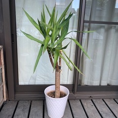ユッカ　エレファンティペス(青年の木）陶器鉢植え込み済み　約110cm