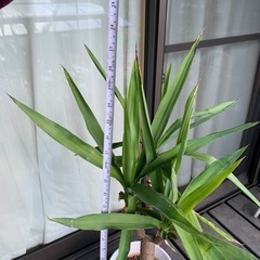 ユッカ　エレファンティペス(青年の木）陶器鉢植え込み済み　約110cmの画像