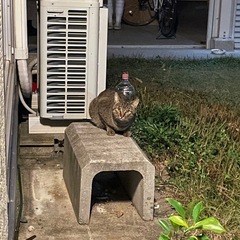 迷い猫??っぽい猫ちゃんが連日来てます