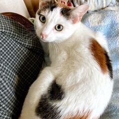 ※代理投稿※きれいな三毛猫【ルー♀】