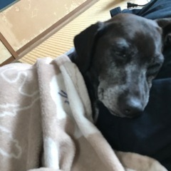 再投稿 - 里親募集