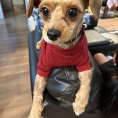 チワプー一歳