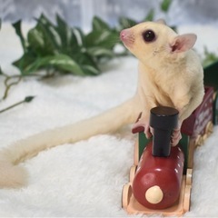 フクロモモンガ(クリミノホワイトフェイス①/♂)