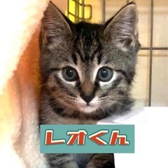 【里親さん決定】元気いっぱいキジトラ❤️レオくん