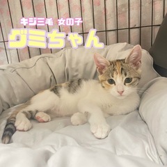 5匹の子猫ちゃん！ママ猫もいます。