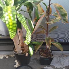 観葉植物＋ガーデニング用品（使用少なめ）の画像