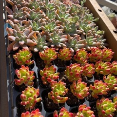 多肉植物  ケエベリア 韓国苗の画像