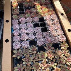 多肉植物  ケエベリア 韓国苗の画像