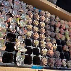 多肉植物  ケエベリア 韓国苗の画像