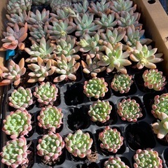 多肉植物  ケエベリア 韓国苗の画像