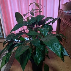 観葉植物2個、締切僅か❗️