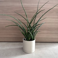 観葉植物 鉢付き