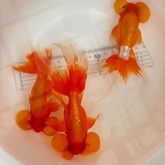 《決まりました》金魚 ★水泡眼 3歳★ ☆3匹セット1500円☆ 13～16cmの画像