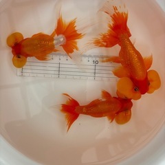《決まりました》金魚 ★水泡眼 3歳★ ☆3匹セット1500円☆ 13～16cmの画像