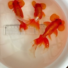 《決まりました》金魚 ★水泡眼 3歳★ ☆3匹セット1500円☆ 13～16cmの画像