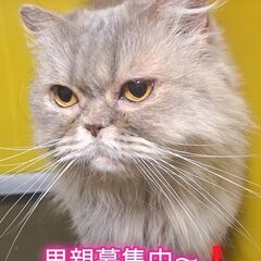 里親募集中！2歳スコテッシュストレート♀(⋈◍＞◡＜◍)。✧♡ 