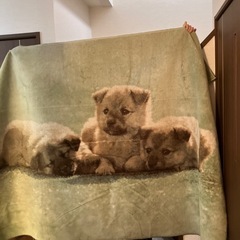 カーペット