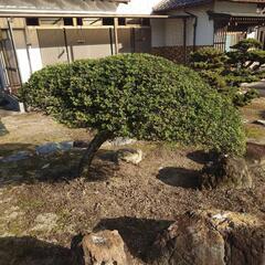 ツゲの木