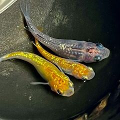 taketan 52様セット　王華＆夜桜ゴールド、夜桜、ユリシス等　メダカ・めだか の有精卵　20個→25個+α →30個の画像