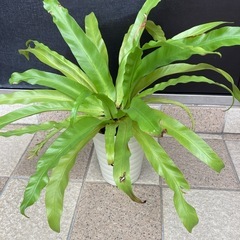 観葉植物アスプレニウム