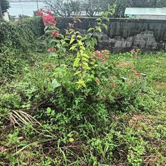 ブーゲンビリア