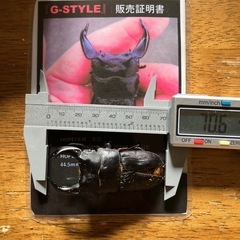【王翦血統】極太短歯系ホペイオオクワガタ70㎜UP単品　羽パカオス
