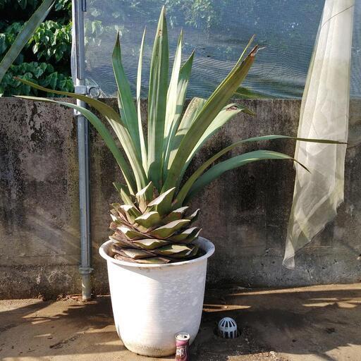 アガベ☆ｳｪﾍﾞﾘｰﾊﾟｰﾌﾟﾙﾊｰﾄ特大