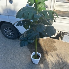 フェイクグリーン🌳