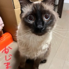 【至急】シャム猫 ３歳 去勢♂
