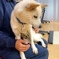 こぶりな❤ハートちゃん１歳避妊手術済
