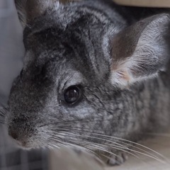 チンチラ(スタンダードグレー)の男の子