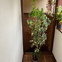 カポック(観葉植物)
