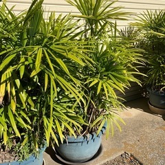 観葉植物 シュロチク