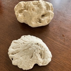 沖縄珊瑚？