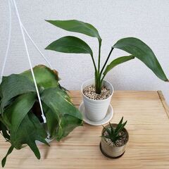 観葉植物3種