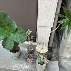 観葉植物5点