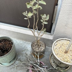 観葉植物5点の画像