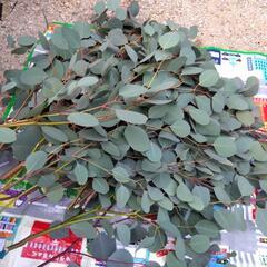 ユーカリの画像