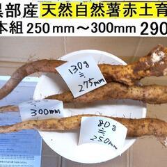 すぐにお渡しできます♪黒部産・超粘り！赤土粘土の典型的天然自然薯...