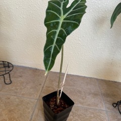 観葉植物 アロカシア アマゾニカ