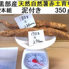 すぐにお渡しできます♪黒部産・超粘り！赤土粘土の典型的天然自然薯...