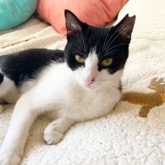 お結びちゃん　甘えん坊なメス　1歳　避妊済　エイズ白血病陰性　ノミダニ済　ワクチン済 - 筑西市
