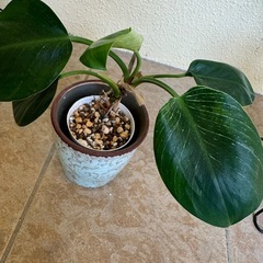 観葉植物 フィロデンドロン バーキンの画像