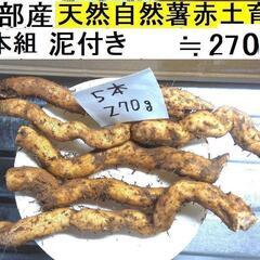 すぐにお渡しできます ♪産・超粘り！赤土粘土の典型的天然自然薯5...