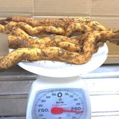 すぐにお渡しできます ♪産・超粘り！赤土粘土の典型的天然自然薯5本≒270gの画像