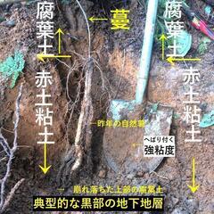 すぐにお渡しできます ♪産・超粘り！赤土粘土の典型的天然自然薯5本≒270gの画像