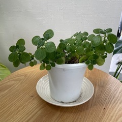 アロマティカス　食べれるハーブ　ゴキブリ避け　植物　観葉植物